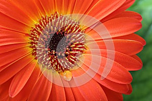 Gerbera flower macro with water drop