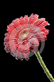 Gerbera flower in the mineral water