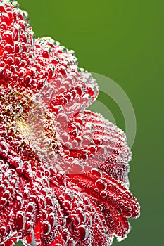 Gerbera flower in the mineral water