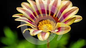 Gerbera flower opening