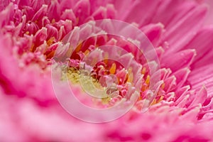 Gerbera flower petals in pink covered in water droplets