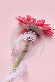 Gerbera flower on a pink background