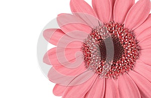 Gerbera flower with pink petals and heart on white isolated background. Pattern for the designer.