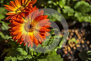 Gerbera flower plant color