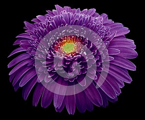 Gerbera flower purple. Flower isolated on black background. No shadows with clipping path. Close-up.