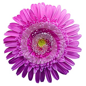 Gerbera flower purple. Flower isolated on white background. No shadows with clipping path. Close-up.