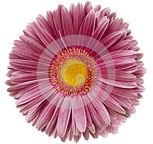 gerbera flower purple. isolated on a white background. No shadows with clipping path. Close-up.