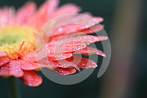 Gerbera flower with raindrop