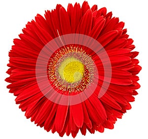 gerbera flower red. Flower isolated on a white background. No shadows with clipping path. Close-up.