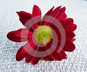 Red gerbera flower. Beautiful blossom closeup.