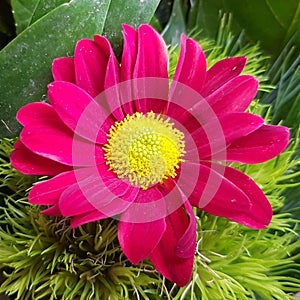 Red gerbera flower. Beautiful blossom closeup.