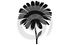 Gerbera flower silhouette. Floral vector background with daisy.Vector set of gerbera flowers with stems isolated on a white