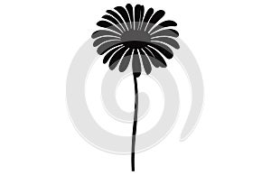 Gerbera flower silhouette. Floral vector background with daisy.Vector set of gerbera flowers with stems isolated on a white