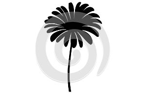 Gerbera flower silhouette. Floral vector background with daisy.Vector set of gerbera flowers with stems isolated on a white