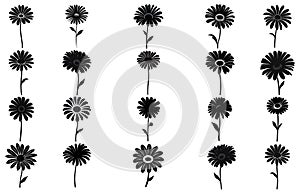 Gerbera flower silhouette. Floral vector background with daisy.Vector set of gerbera flowers with stems isolated on a white