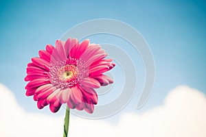 Flower on sky background