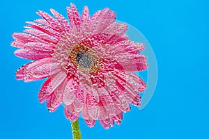 Gerbera flower under the water in the bubbles, blue background, macro composition for the inscriptions