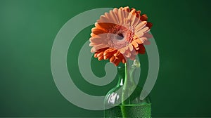 Gerbera flower on the vase, isolated green background