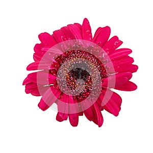 Gerbera flower with water drop isolated
