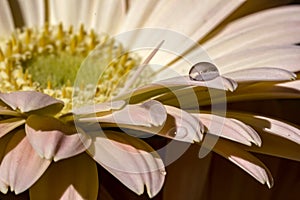 Gerbera flower with water drop on the petal