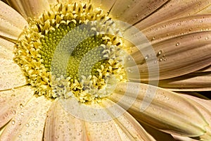 Gerbera flower with water drops on the petals