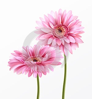 Gerbera Flower on White Background. Vector Illustration