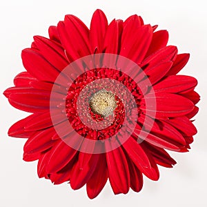 The gerbera flower on white
