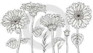 Gerbera flowers