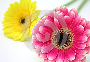 Gerbera flowers