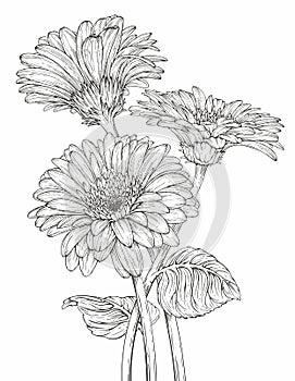 Gerbera flowers