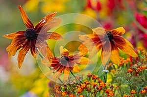 Gerbera flowers against blurred background