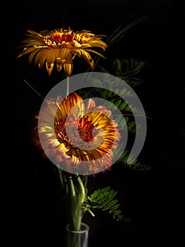 Gerbera flowers in bloom