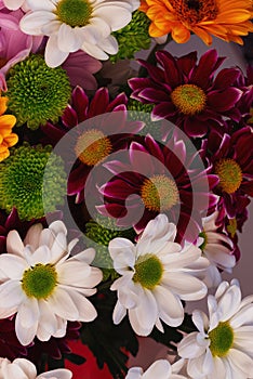 Gerbera flowers and chrysanthemums in different colors