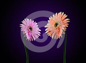 Gerbera flowers dialog