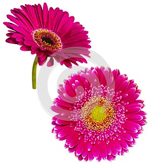 Gerbera flowers isolated on white background