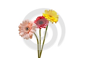 gerbera flowers isolated on white background.