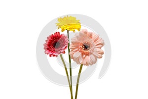 gerbera flowers isolated on white background.