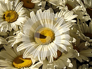 Gerbera flowers pattern on the market