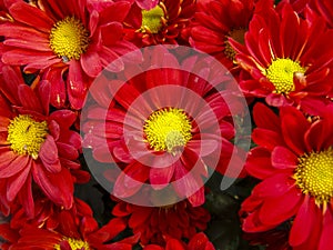 Gerbera flowers pattern on the market