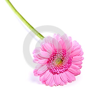 Gerbera flowers. Pink gerberas and pearls. Present