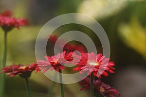 Gerbera flowers photo