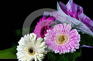 Gerbera flowers in three color isolated.