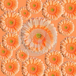 Gerbera flowers for use as paper