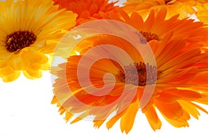 Gerbera flowers on white