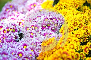 Gerbera flowers (yellow gerbera)