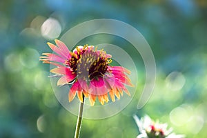 Gerbera or Gaillardia aristata or blanket flower, red yellow flower in full bloom