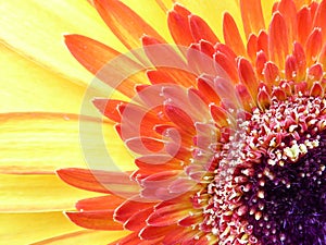 A Gerbera Garvinea capitulum in closeup view