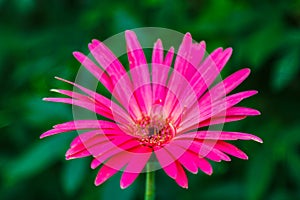 Gerbera is a genus of plants in the daisy family.Gerbera species bear a large capitulum with striking, two-lipped ray florets photo