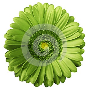 Gerbera green flower on white isolated background with clipping path. no shadows. Closeup. photo