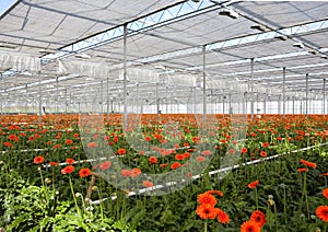 Gerbera in greenhouse